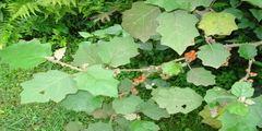 Solanum violaceum subsp. multiflorum